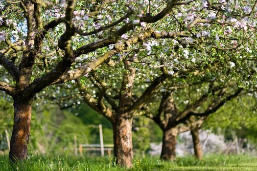 Cherry tree branch in bloom