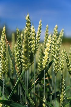 fresh green corn on cornfield with blue sky as background