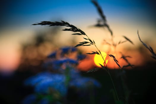 Sunset and Grass with nice color at background