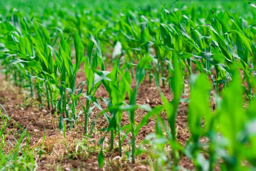 Row of corn on an agricultural field.