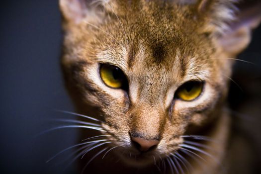 young abessinier cat in action