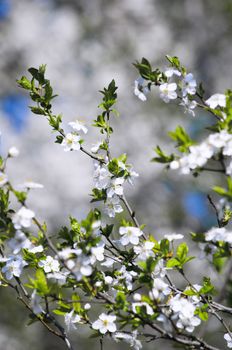 Close-up shot of cherry flowers on branch