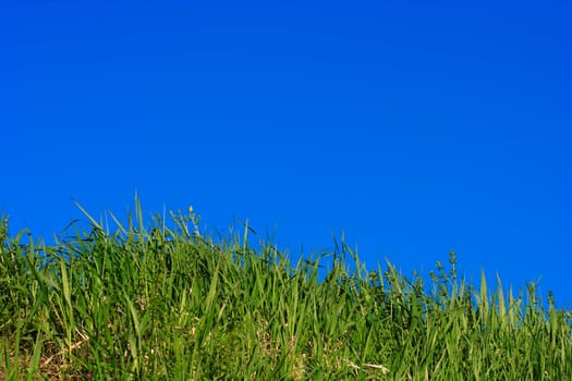 green grass on blue sky
