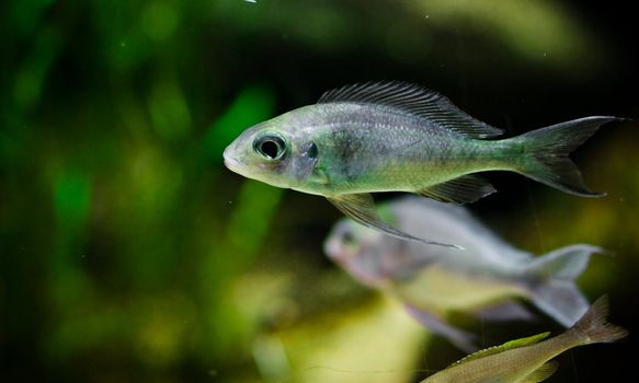 under watter world with animals like fish