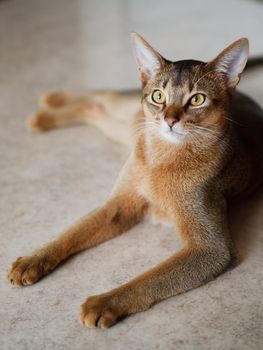 young brown Abyssinian cat on char