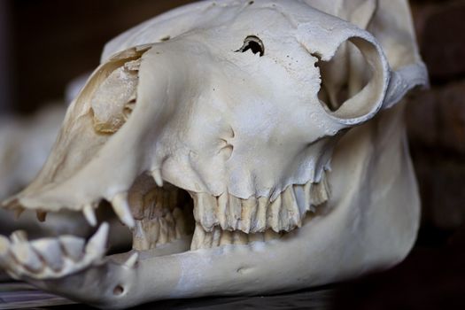 hourse skull