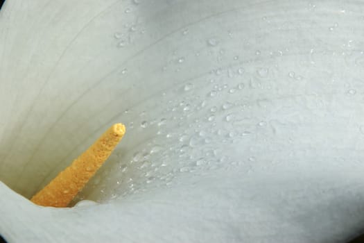 a close-up of a beautiful white lilly