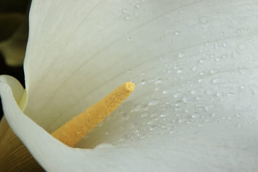 a close-up of a beautiful white lilly