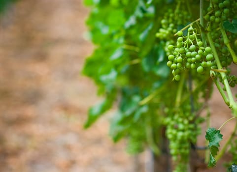Vineyard rows in Germany