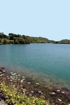 wild flowers on an irish lake side in summer