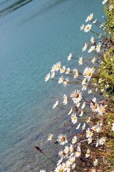 wild flowers on an irish lake side in summer