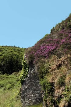wild flowers on an irish mountain side in summer