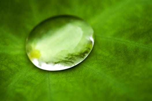 Close up of water drop on lotus leaf .