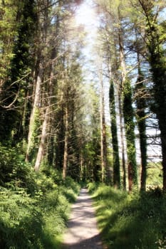 a wild wood with a narrow footpath