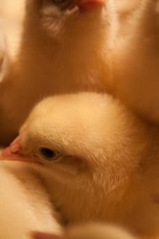 some small newborn yellow chick over others