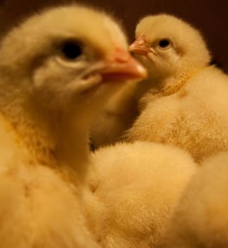 some small newborn yellow chick over others