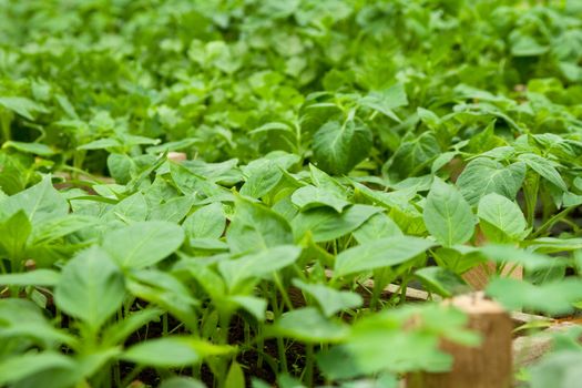 very small plants and vegetables inside a greenhouse