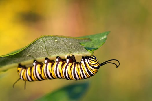 Monarch Butterfly Caterpillar on milkweed plant leaf