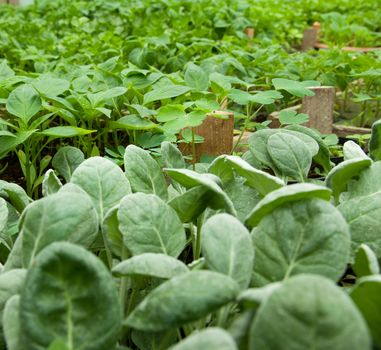 small paprika behind and small cabbage in front