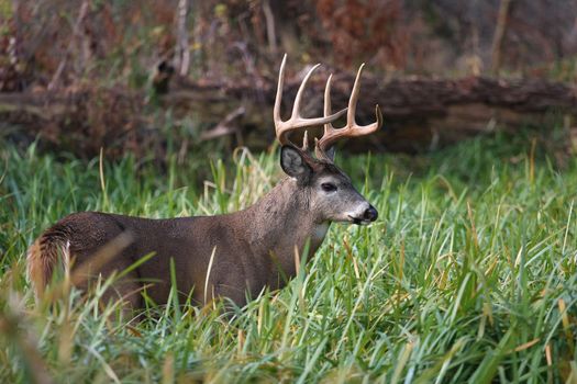 White-tailed Deer buck Odocoileus virginianus standing in marsh grass