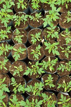 very small plants and vegetables inside a greenhouse