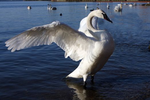 Trumpeter Swan Open Wings In Sun