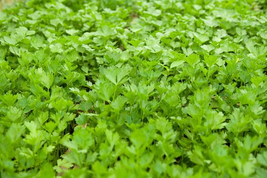 very small celery and vegetables inside a greenhouse