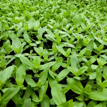 very small plants and vegetables inside a greenhouse