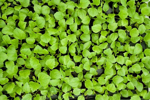 very small plants and vegetables inside a greenhouse