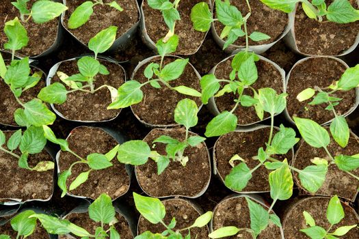 very small plants and vegetables inside a greenhouse