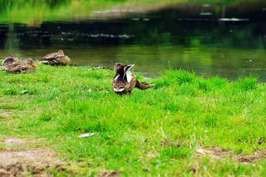 Ducks on lake shore. Focus on the front duck.