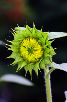 Sunflower bud on a natural background