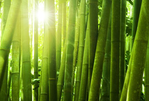 Asian Bamboo forest with morning sunlight.
