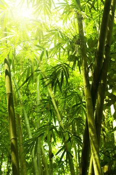 Asian Bamboo forest with morning sunlight.