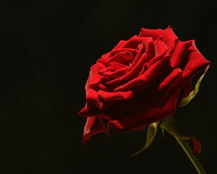 rose against a black background