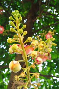 cannonball tree in the park