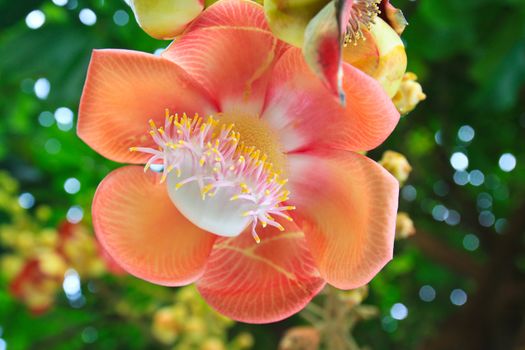 cannonball tree in the park