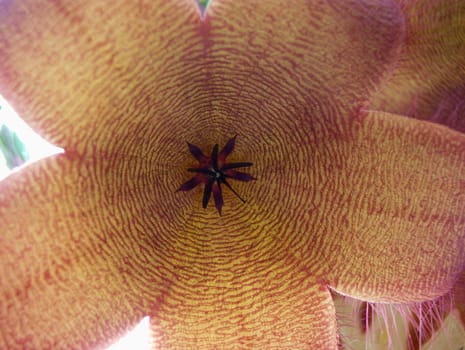 exotic blossom on the cactus