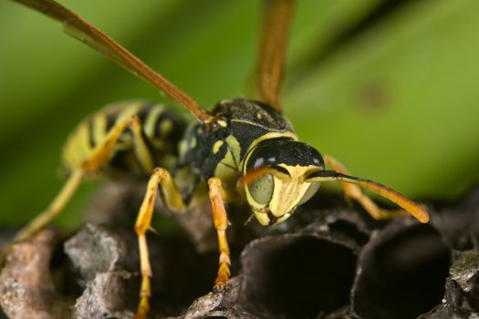 A wasp Polistes bischoffi ( Weyrauch, 1937 ) of threatening aspect