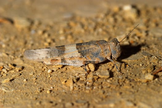 Composition of a little  grasshopper waiting to jump