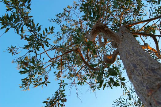 Composition of a tree to back lighting