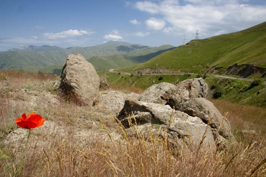 Poppy flower in background mountain route - Armenia