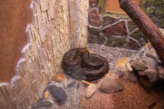 sleeping netlike python from wood of the south america