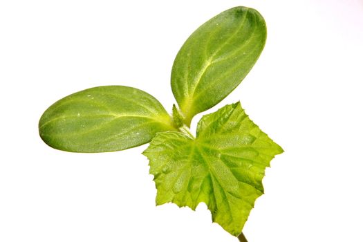 small green sprout isolated on white