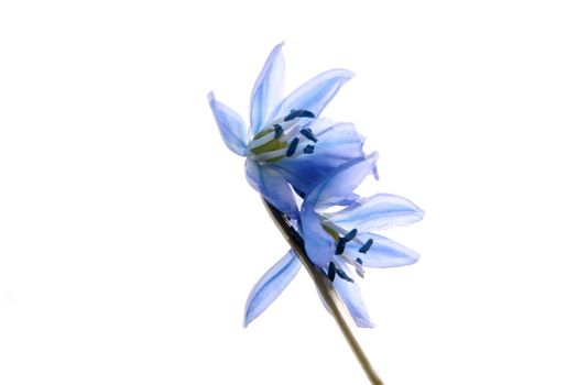 blue flower of the spring
