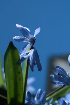 chionodoxa or blue snowdrop and blue sky as background