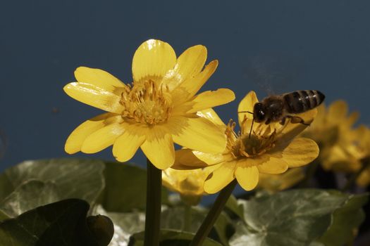 bee landing on flower