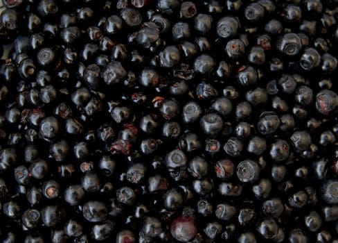 lots of fresh blackberries from forest in poland