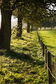 Row of trees and fence in the country on autumn day