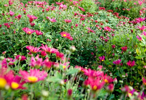 lots of colorfull flowers inside a greenhouse